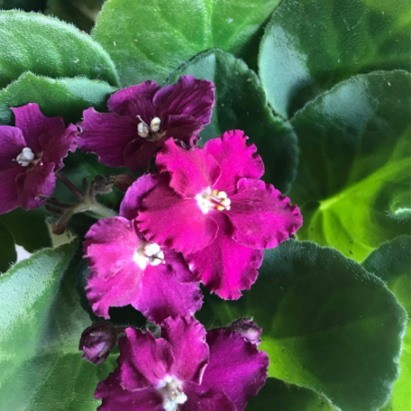 Picture of Burgundy African Violet Houseplant
