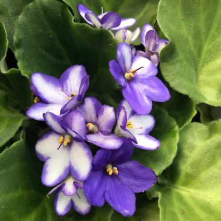 Picture of Blue Ice African Violet Houseplant