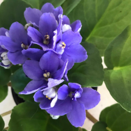Picture of Sapphire African Violet Houseplant