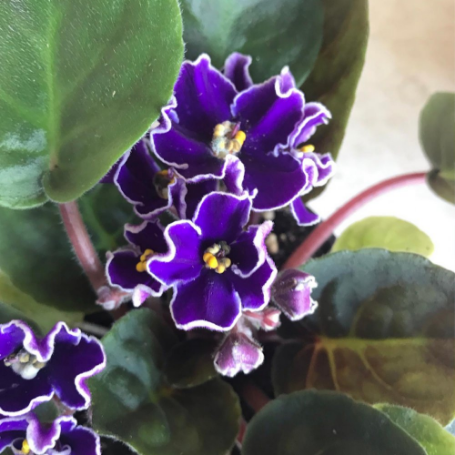 Picture of Purple White Trimmed African Violet Houseplant
