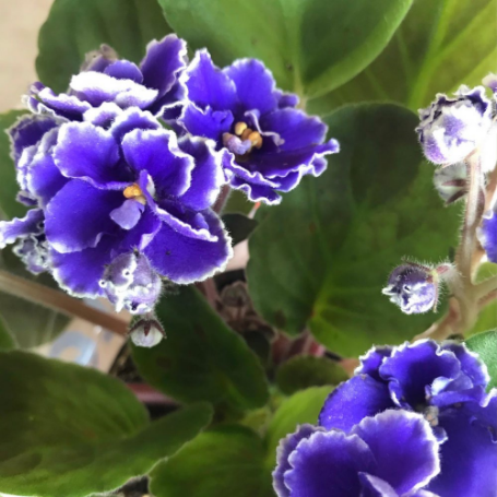 Picture of Violet White Trimmed African Violet Houseplant