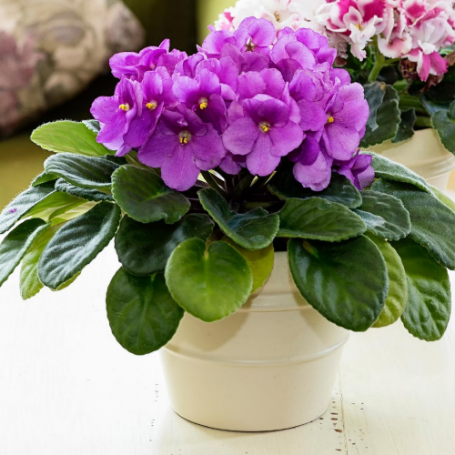 Picture of Magenta African Violet Houseplant