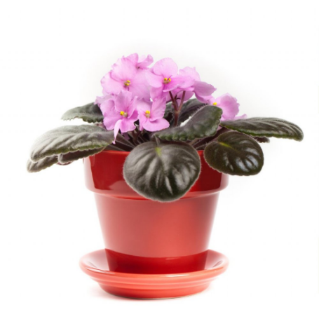 Picture of Pretty Pink African Violet Houseplant