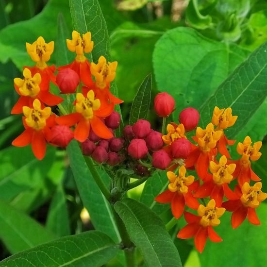 Picture of Blood Flower Asclepias Plant