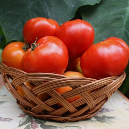 Picture of Bush Goliath Tomato Plant