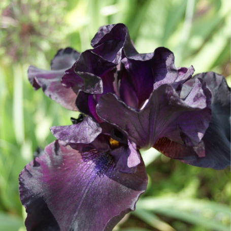 Picture of All Night Long Tall Bearded Iris Plant