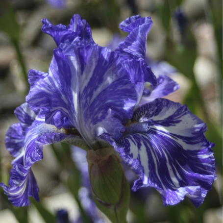 Picture of Batik Bearded Iris Plant