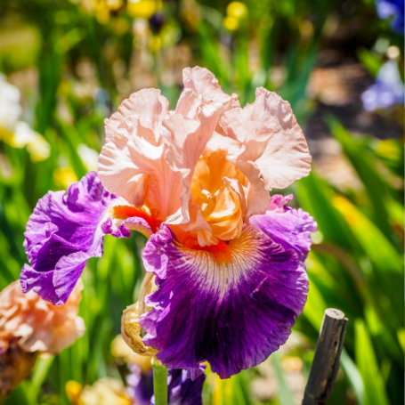 Picture of Cherry Blossom Song Tall Bearded Iris Plant
