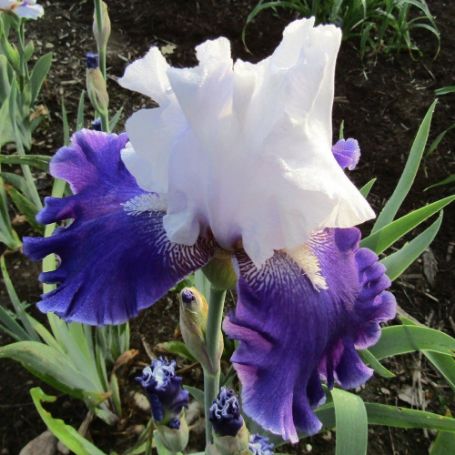 Picture of Drifting Tall Bearded Iris Plant