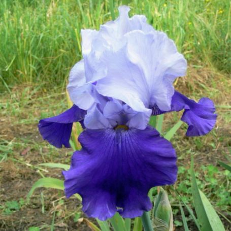 Picture of Over Alaska Tall Bearded Iris Plant