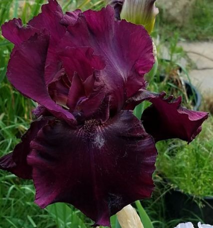 Picture of Rio Rojo Tall Bearded Iris Plant