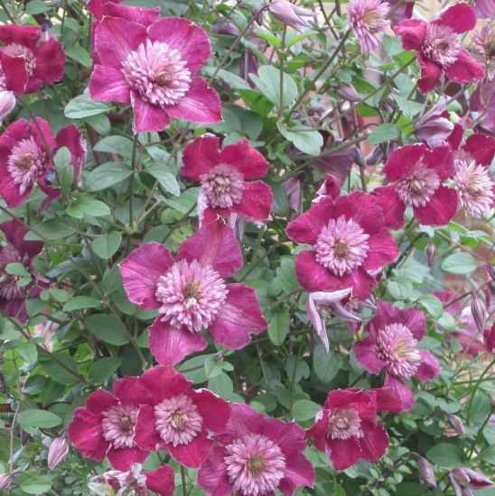 Picture of Avant Garde Clematis Plant