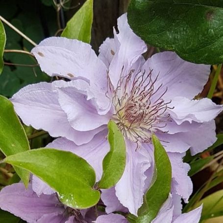 Picture of Filigree Clematis Plant