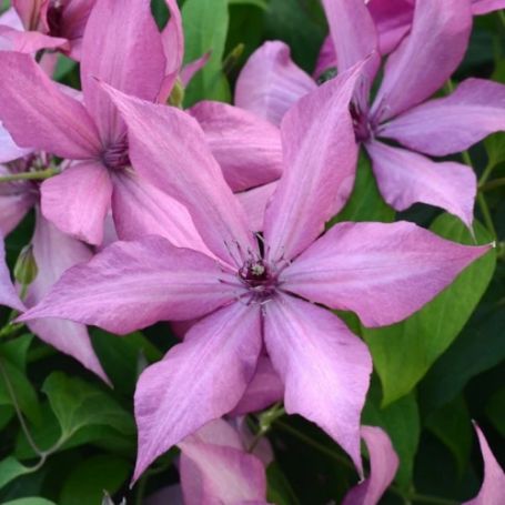 Picture of Giselle Clematis Plant