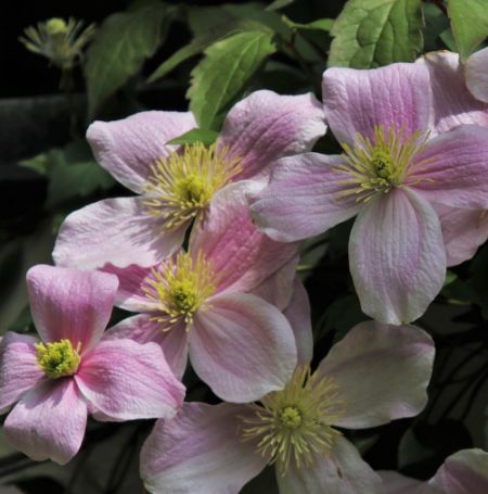 Picture of Montana Mayleen Clematis Plant