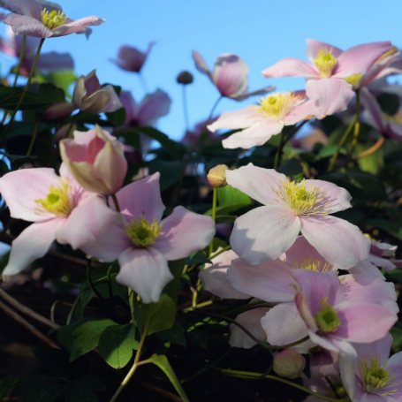 Picture of Montana Rubens Clematis Plant