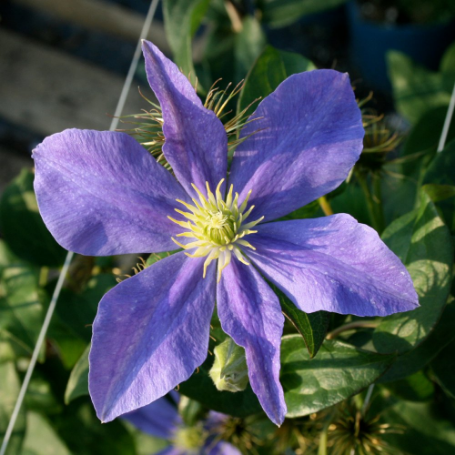 Picture of Olympia Clematis Plant