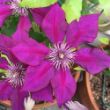 Picture of Picardy Clematis Plant