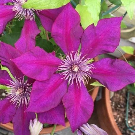 Picture of Picardy Clematis Plant