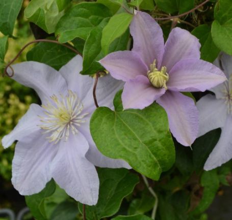 Picture of Silver Moon Clematis Plant