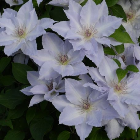 Picture of Tranquilite Clematis Plant