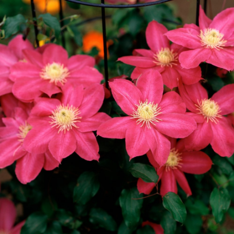 Picture of Bourbon Clematis Plant