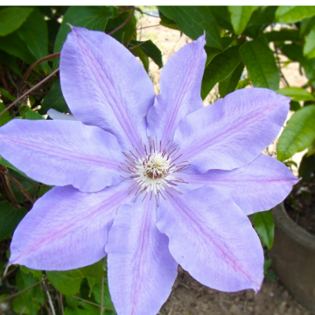 Picture of Ramona Clematis Plant