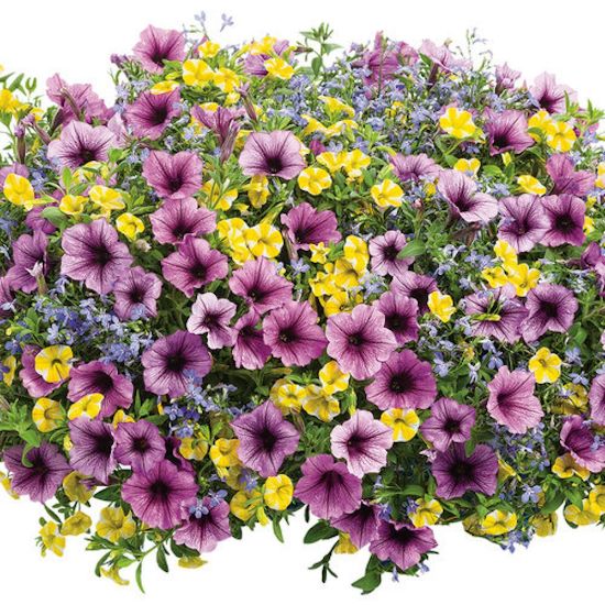 Picture of Proven Winners® Bahama Beach Flower Combination