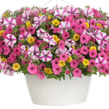 Picture of Proven Winners® Sunglasses Flower Combination