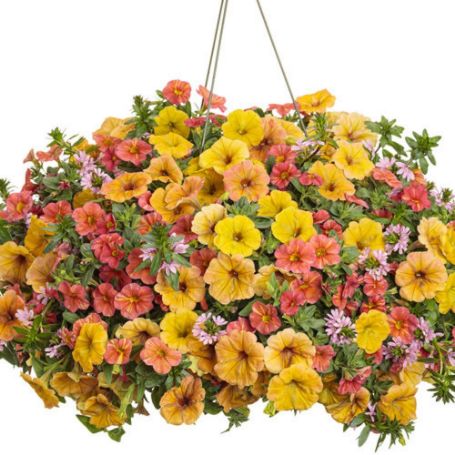 Picture of Proven Winners® Beachside Drive Flower Combination