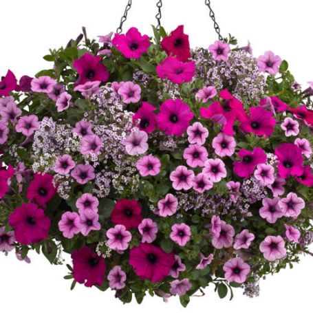 Picture of Proven Winners® Boost of Energy Flower Combination