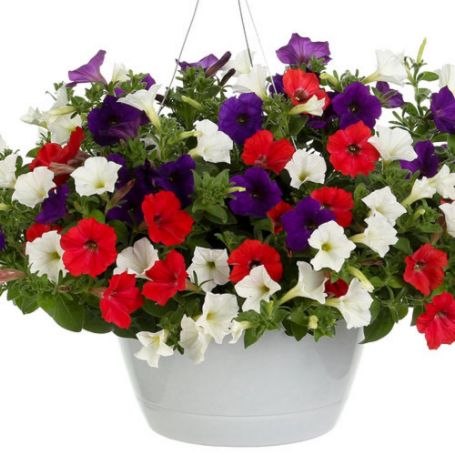 Picture of Proven Winners® Main Street USA Flower Combination