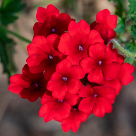 Picture of Superbena® Red Verbena Plant