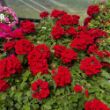 Picture of Superbena® Red Verbena Plant