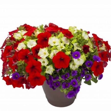 Picture of Durabella™ Red, White and Blueberry™ Flower Combination