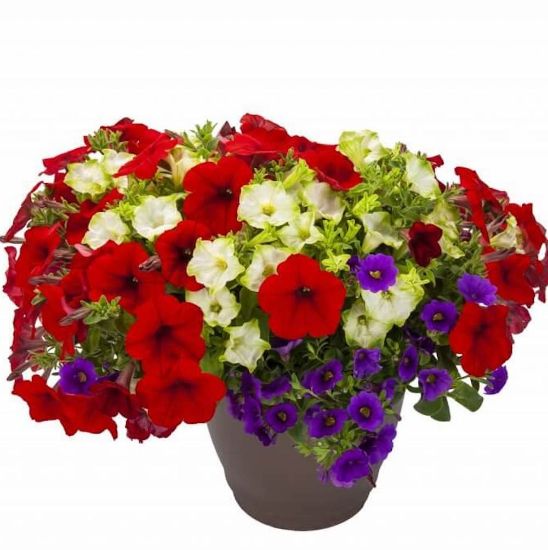 Picture of Durabella™ Red, White and Blueberry™ Flower Combination