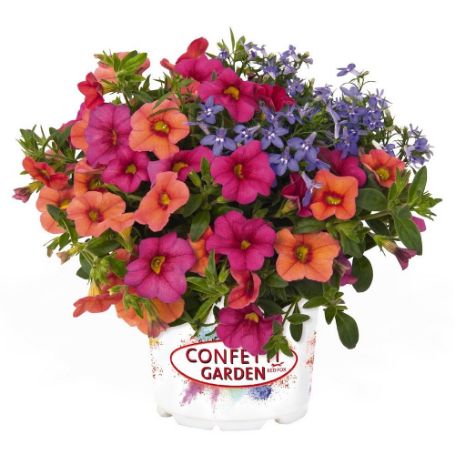 Picture of Confetti Garden® Water Wheel Flower Combination