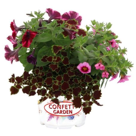 Picture of Confetti Garden® Evening Safari Flower Combination