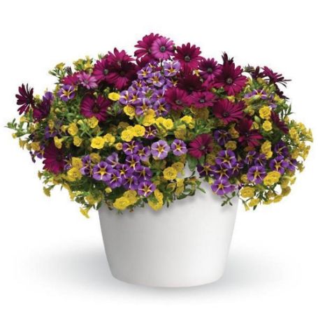 Picture of Trixi® Popular Demand Flower Combination