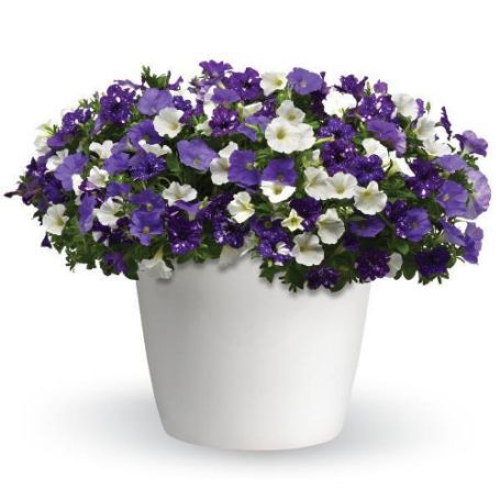 Picture of Trixi® Sky's the Limit Flower Combination