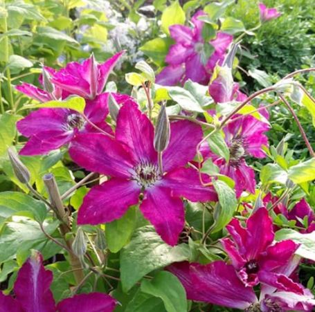 Picture of Viva Polonia™ Clematis Plant