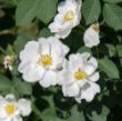 Picture of Knock Out™ White Rose Bush