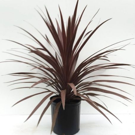 Picture of Red Star Cordyline Plant