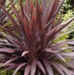 Picture of Red Star Cordyline Plant