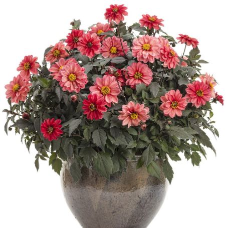 Picture of Dahlightful® Sultry Scarlet Dahlia Plant