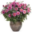 Picture of Dahlightful® Lively Lavender Dahlia Plant