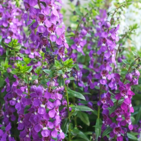 Picture of Serenita® Purple Angelonia Plant