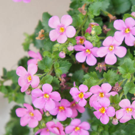 Picture of Scopia® Gulliver Pink Bacopa Plant