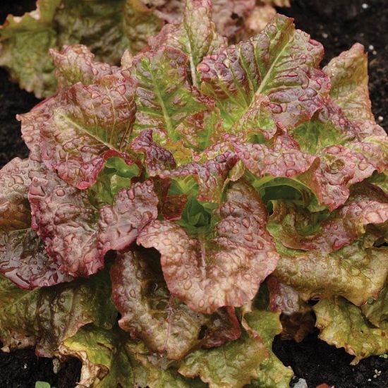 Picture of Red Sails Lettuce Plant