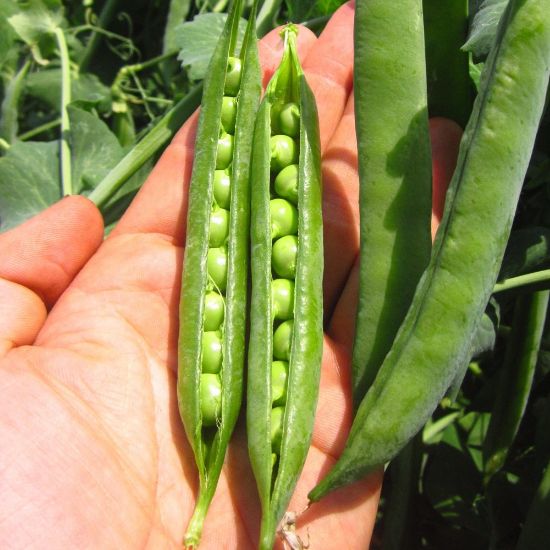 Picture of Green Arrow Heirloom Pea Plant